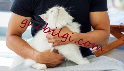amaşıra Yapışan Tüyler Nasıl Çıkar