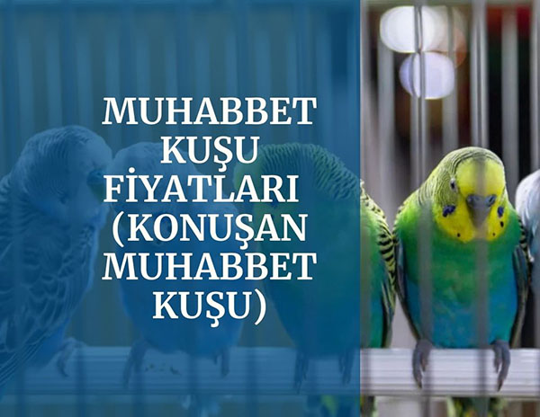 Muhabbet Kusu Fiyatlari