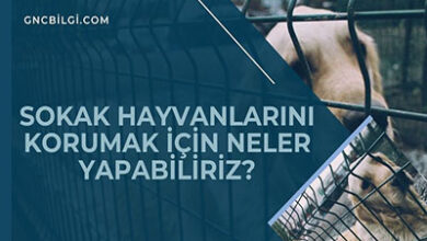 Sokak Hayvanlarini Korumak Icin Neler Yapabiliriz