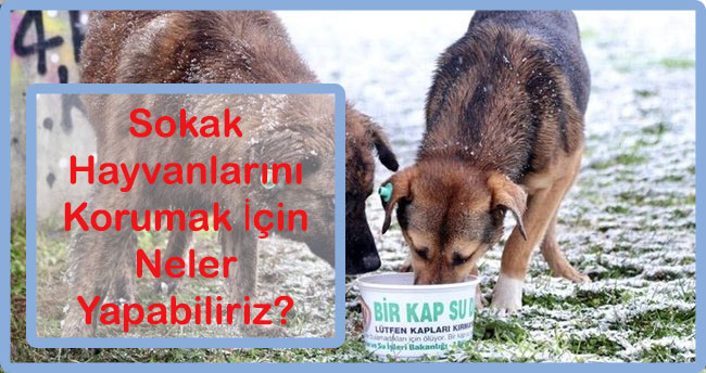 Sokak Hayvanlarini Korumak