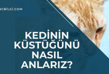 Kedinin Kustugunu Nasil Anlariz Net Bilgi