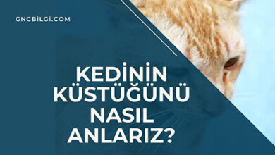 Kedinin Kustugunu Nasil Anlariz Net Bilgi