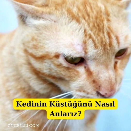 Kedinin Kustugunu