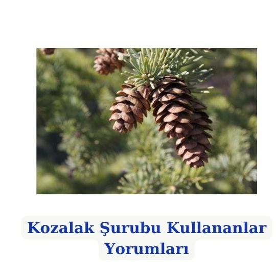 Kozalak Surubu