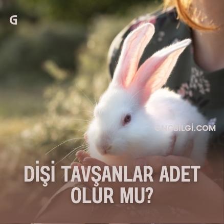 Disi Tavsanlar Adet Olur Mu