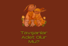 Tavşanlar Adet Olur Mu