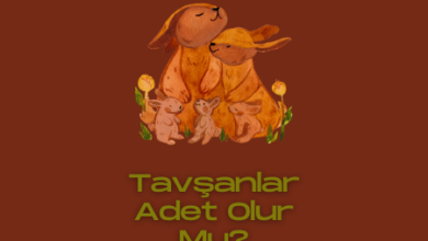 Tavşanlar Adet Olur Mu