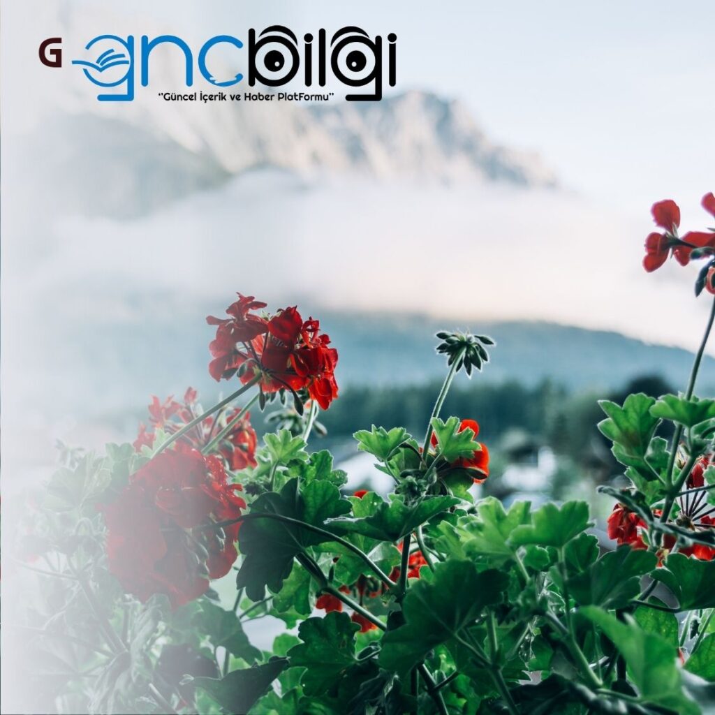 Gula Ciya Ne Demek Anlami ve Hikayesi Nedir