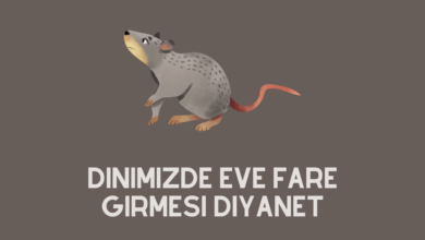 Dinimizde Eve Fare Girmesi Diyanet